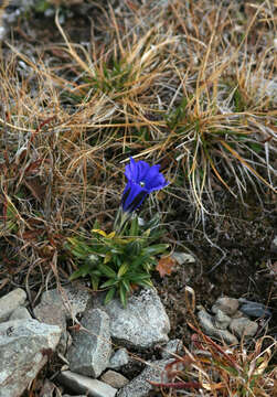 Image of Gentiana grandiflora Laxm.