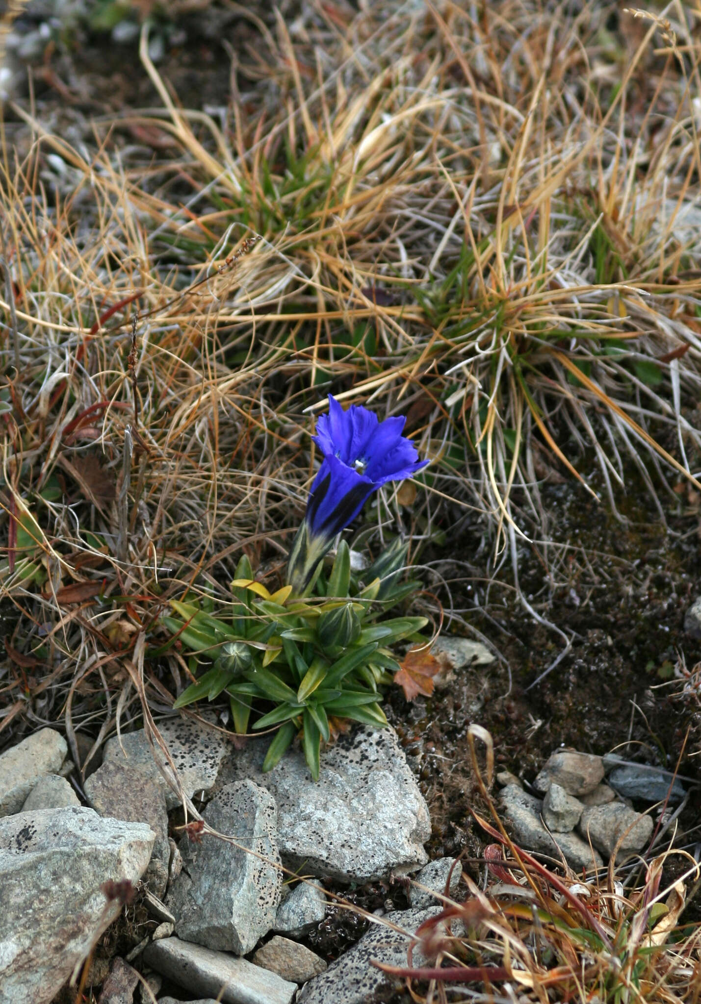 Image of Gentiana grandiflora Laxm.