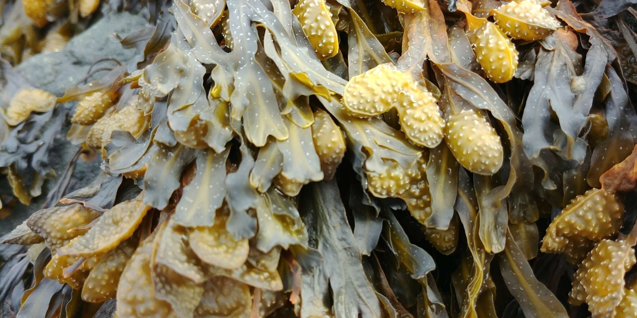 Image of Spiral or Spiralled Wrack