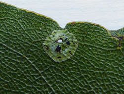 Image of Strigula fossulicola P. M. McCarthy, Streimann & Elix