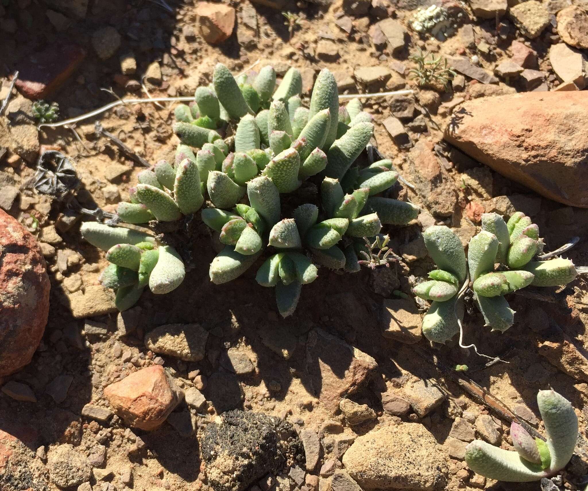 Image of Hammeria meleagris (L. Bol.) C. Klak