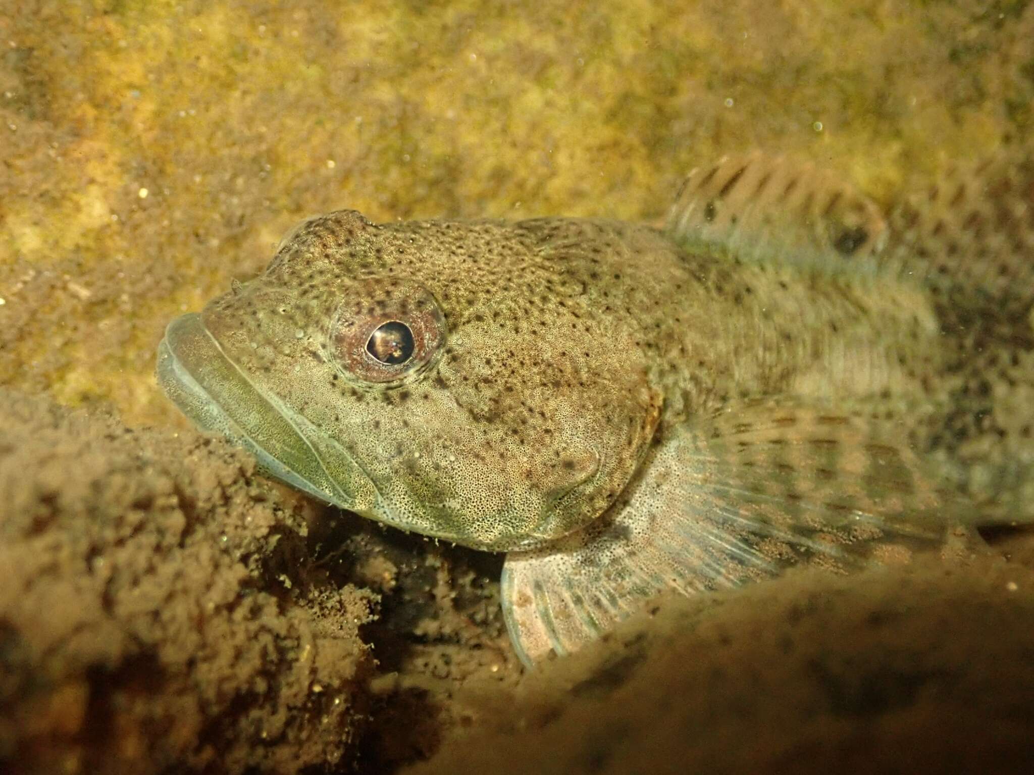 Imagem de Cottus immaculatus Kinziger & Wood 2010