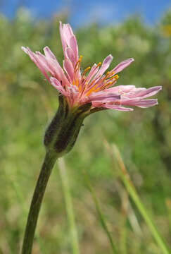 Plancia ëd Agoseris aurantiaca var. carnea (Rydb.) Lesica