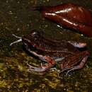 Image of Banjaran Frog