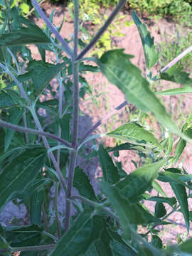 Image of lateflowering thoroughwort