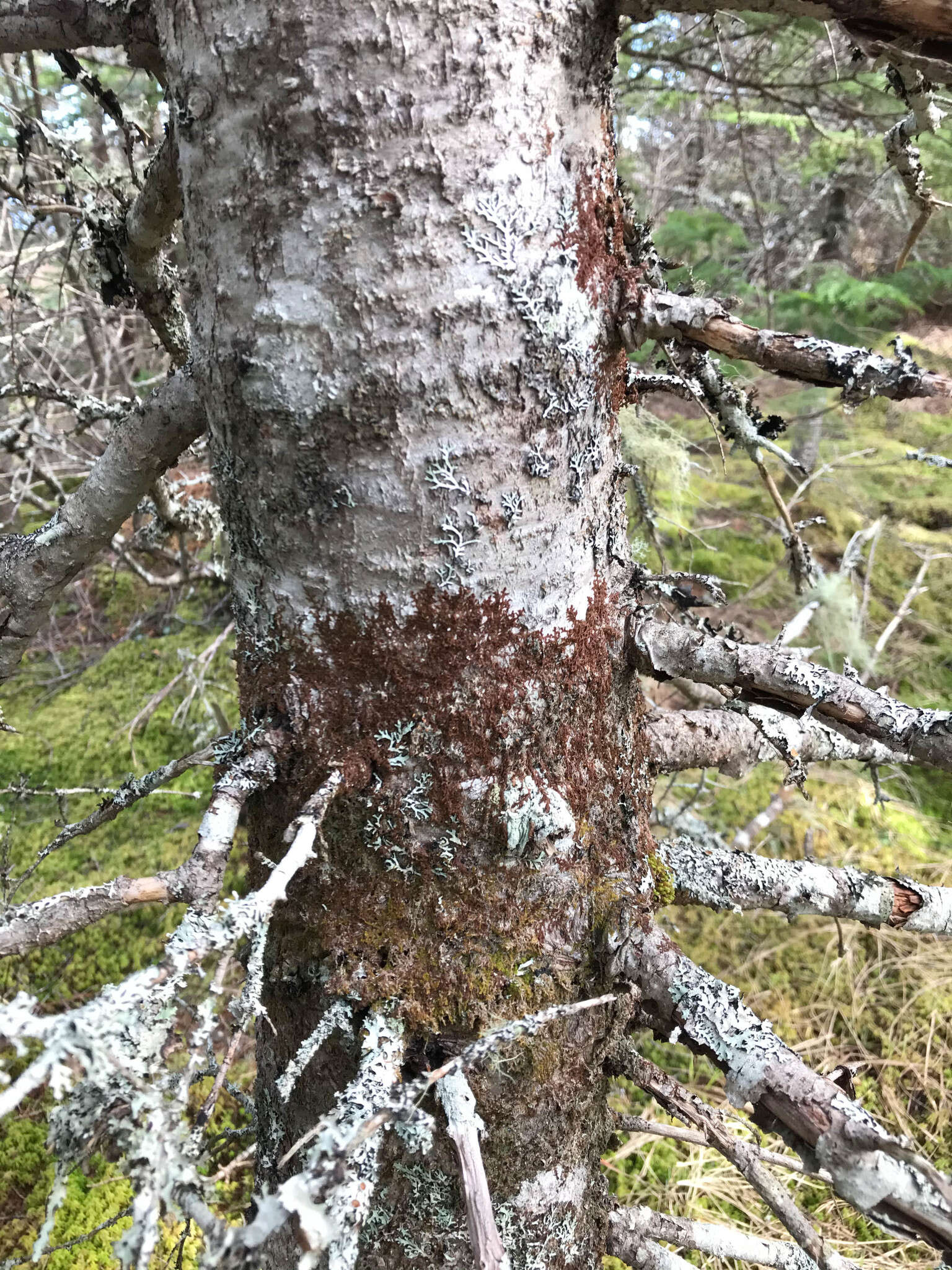 Image of Frullania asagrayana Mont.