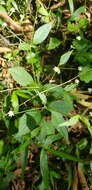 صورة Alternanthera pycnantha (Benth.) Standl.