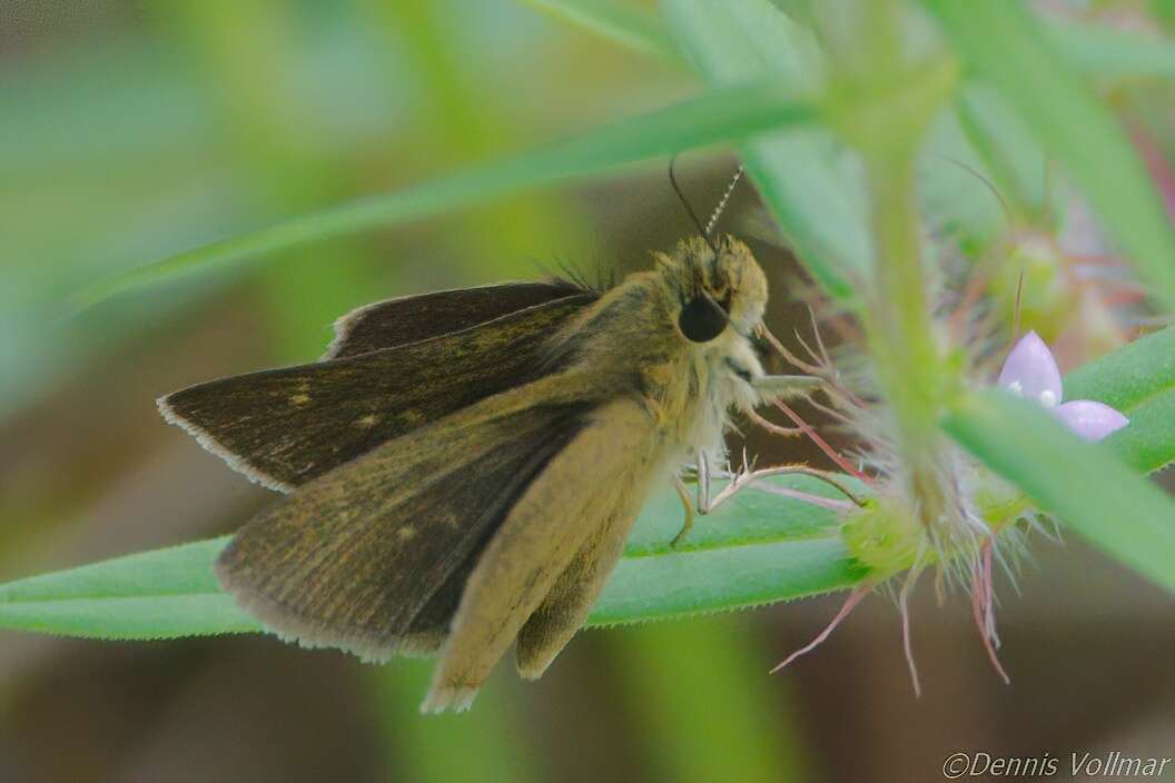 Image of Neamathla Skipper