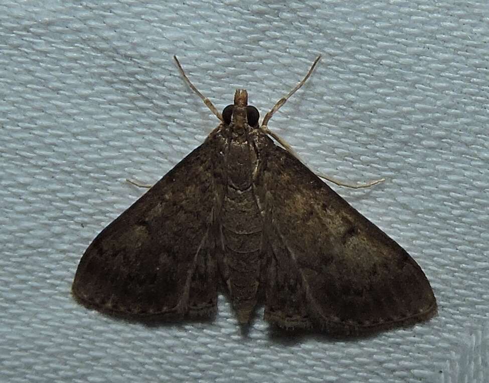 Image of Grass webworm