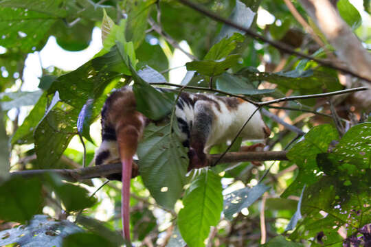 Imagem de Spilocuscus papuensis (Desmarest 1822)