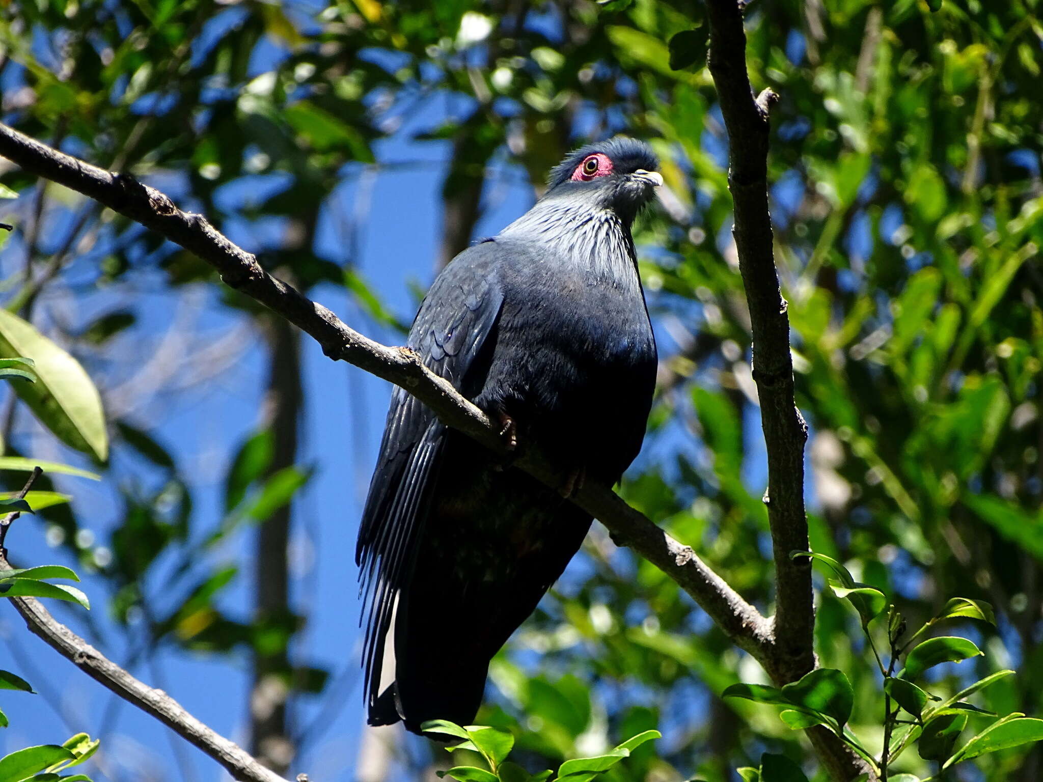 Image of blue pigeon