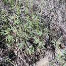 Image of sixweeks prairie clover