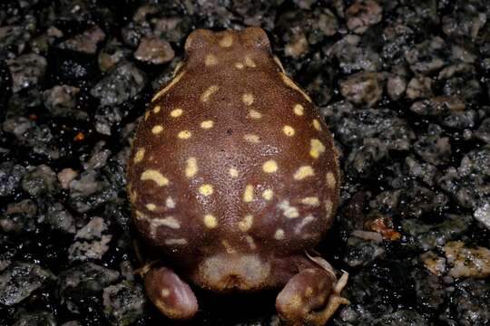 Image of Western Spotted Frog