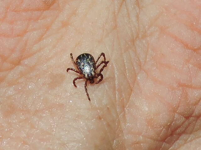 Image of American dog tick