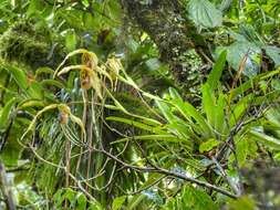 Image of Phragmipedium humboldtii (Warsz.) J. T. Atwood & Dressler