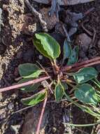 Image of Viola betonicifolia subsp. betonicifolia