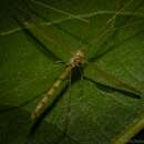 Image of Skuseomyia eximia Alexander 1924