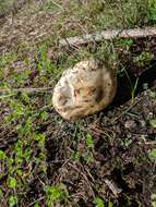 Image of White Matsutake