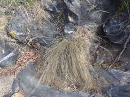 Muhlenbergia elongata Scribn. ex Beal resmi