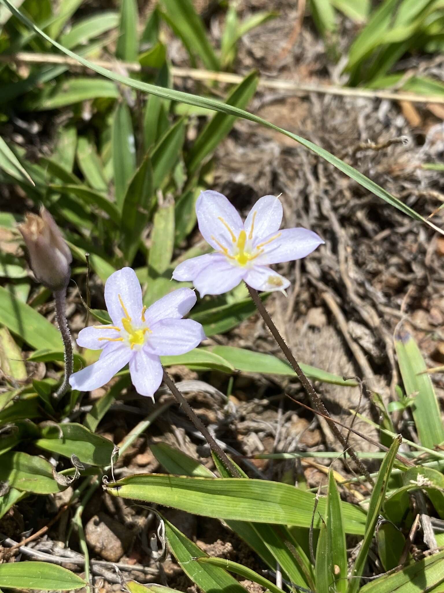 Image de Xerophyta humilis (Baker) T. Durand & Schinz