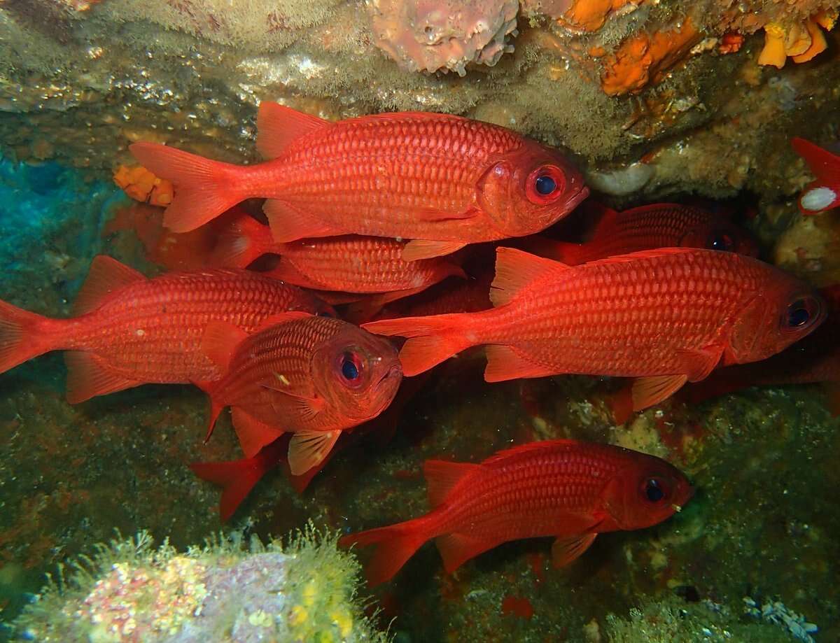 Image of Panamic soldierfish