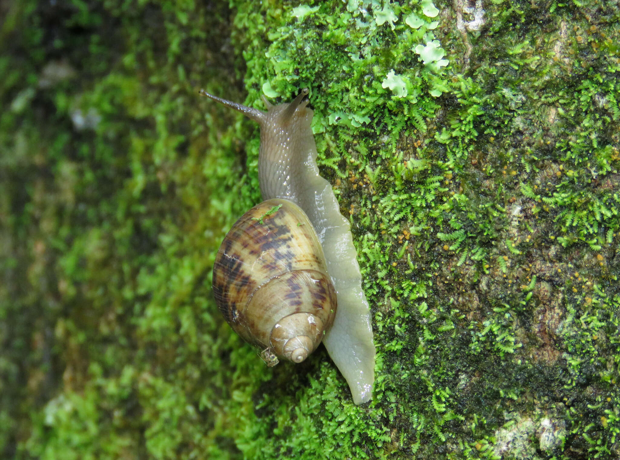 Image of Drymaeus acervatus (L. Pfeiffer 1857)