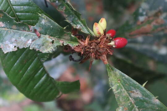 Image of Erythroxylum macrophyllum Cav.