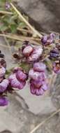 Image of Calceolaria purpurea R. Grah.