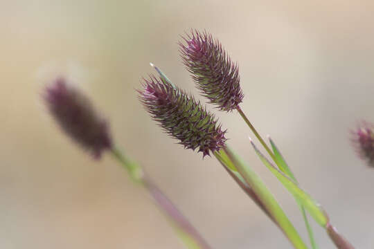 Image of alpine timothy