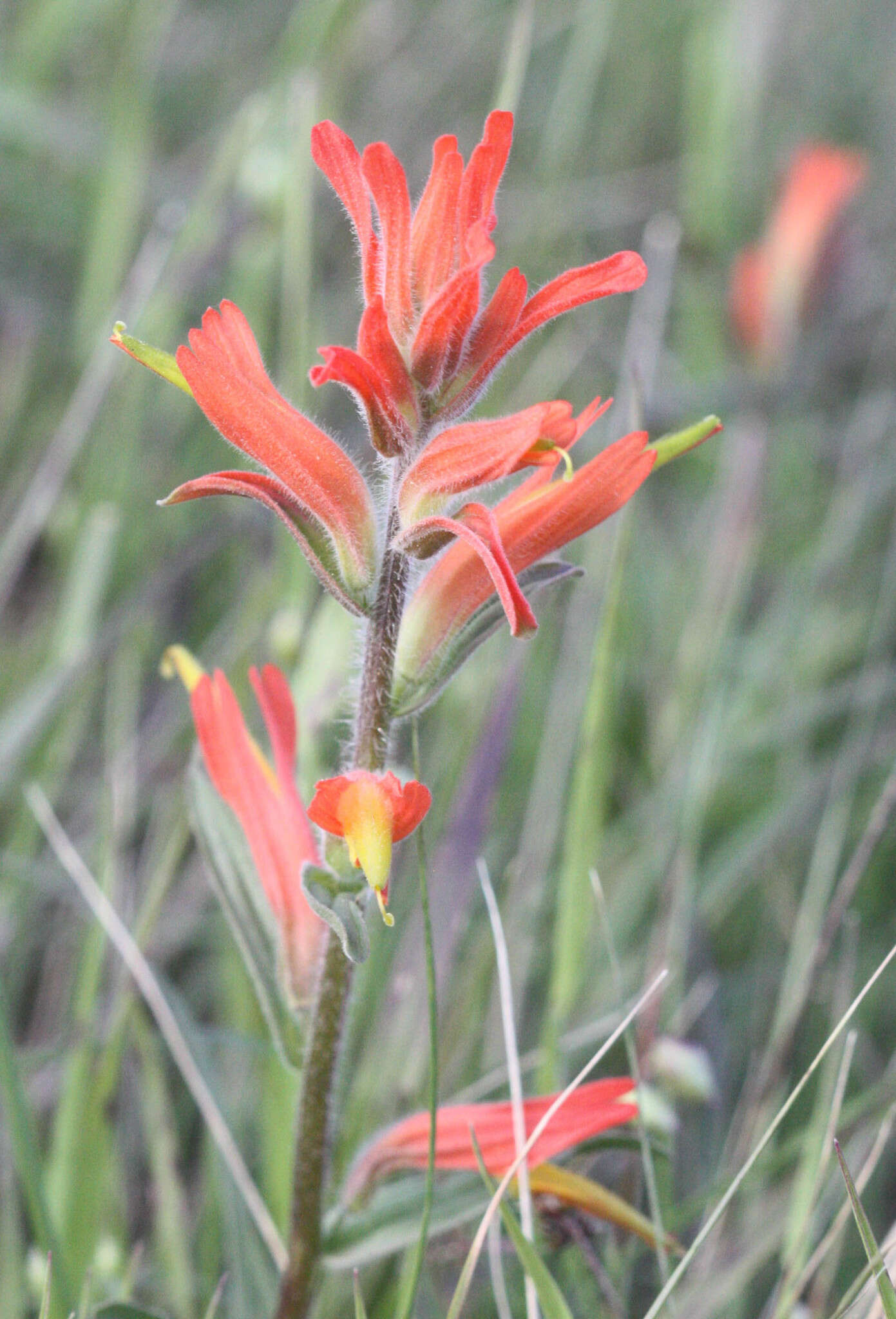 Image of longleaf Indian paintbrush