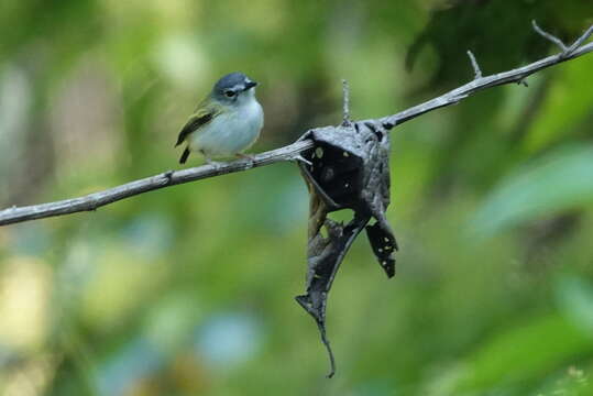 Image of Short-tailed Pygmy Tyrant