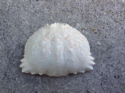 Image of ocellate box crab