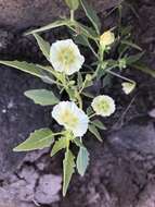 Image of sharpleaf groundcherry and Wright groundcherry