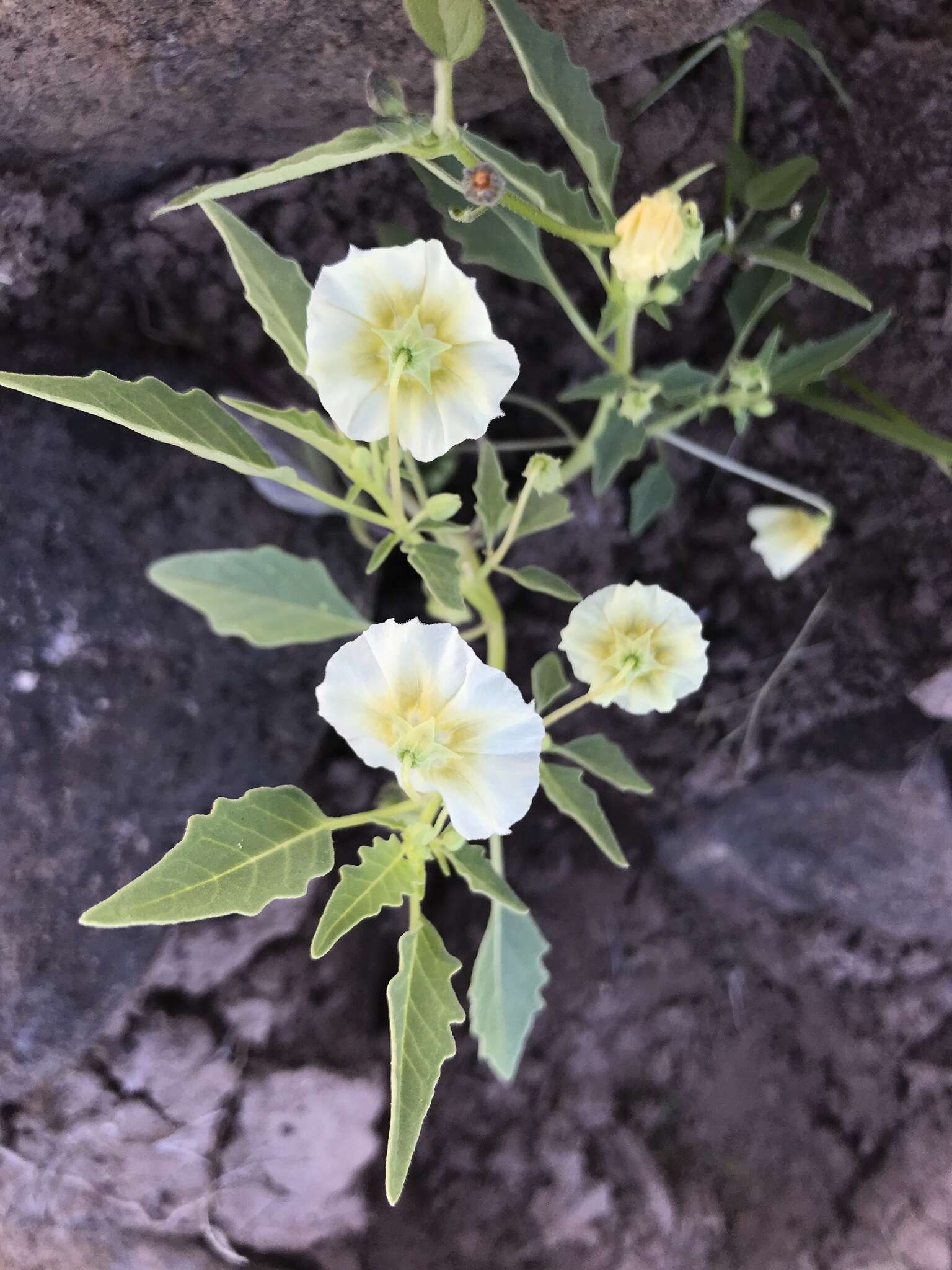 Plancia ëd Physalis acutifolia (Miers) Sandwith