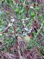 Image of four-petal st. johns wort