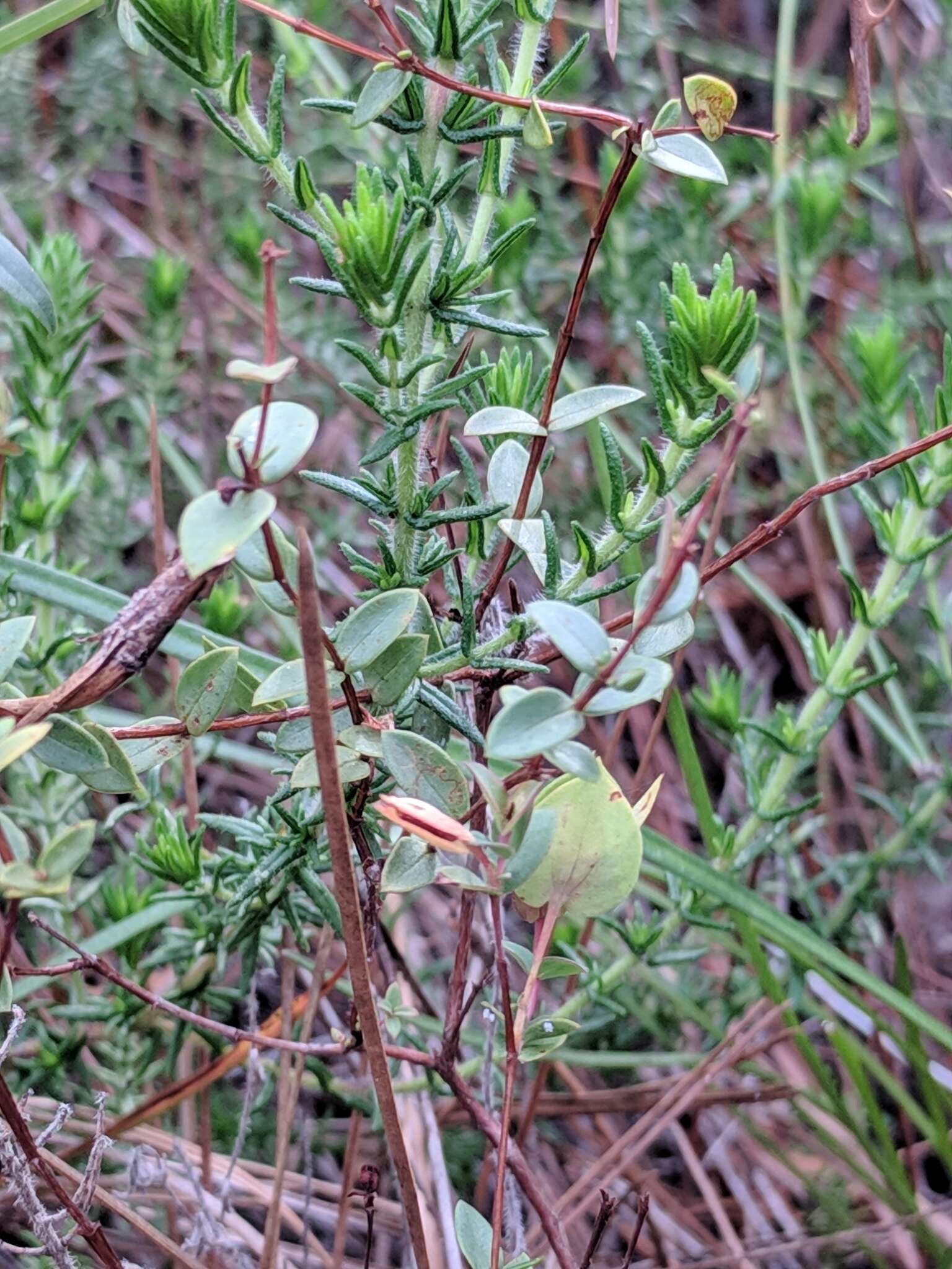 Image of four-petal st. johns wort