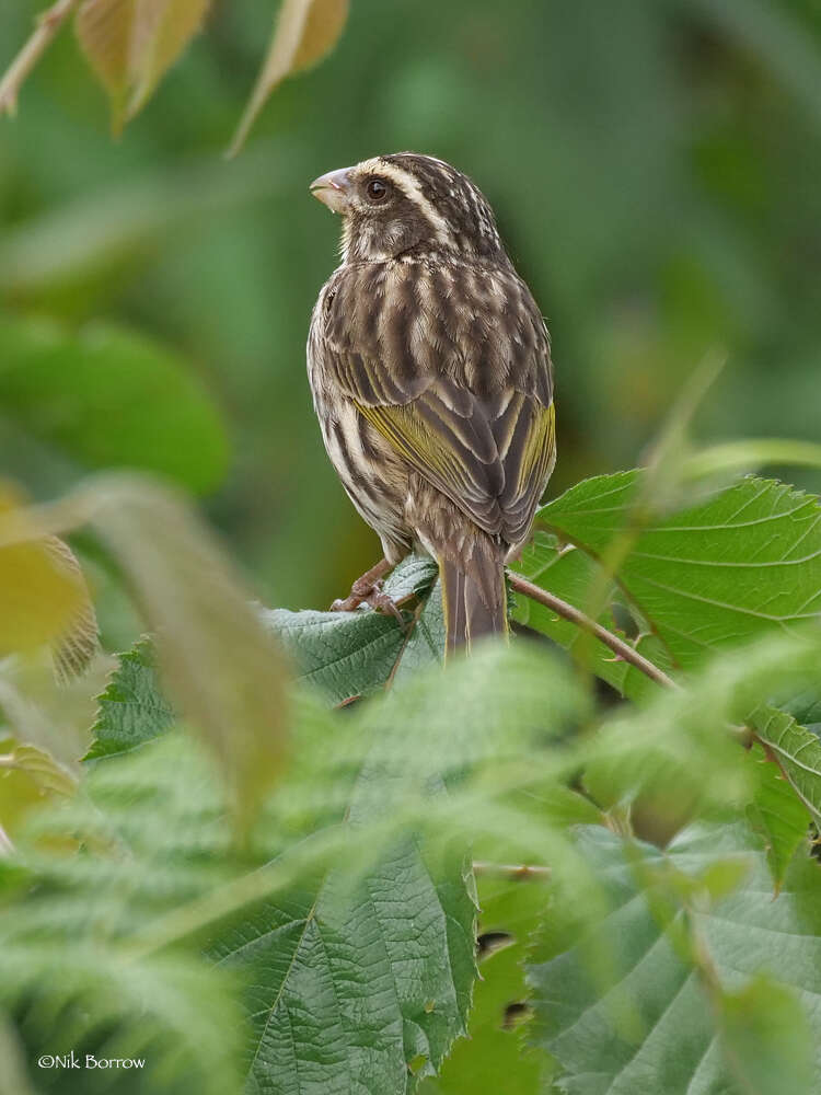 Image of Streaky Seedeater