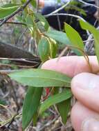 Image of Grevillea rhyolitica R. O. Makinson