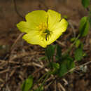 Image of Dalechampia subternata Müll. Arg.