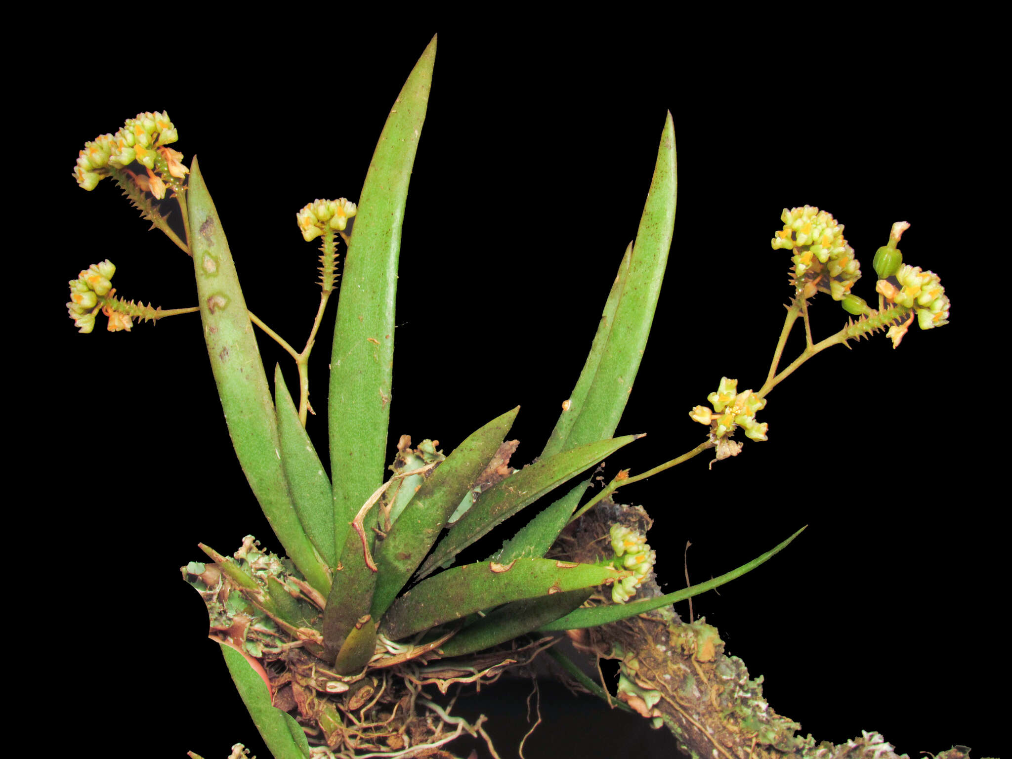 Image of Trizeuxis falcata Lindl.