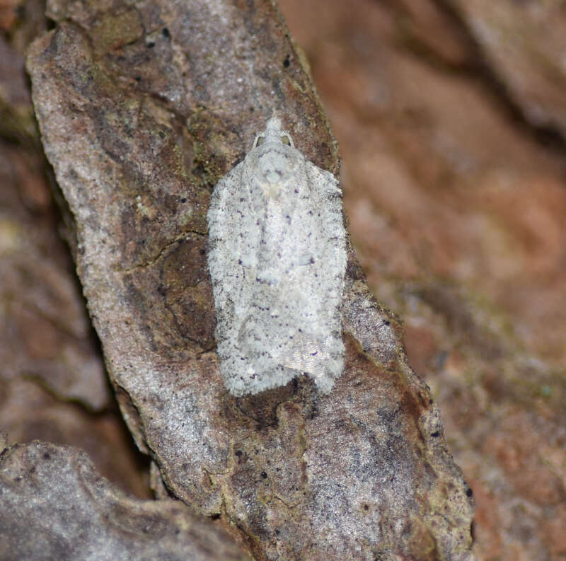 صورة Acleris placidus Yasuda & Kawabe 1980