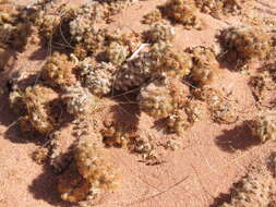 Imagem de Tephrocactus molinensis (Speg.) Backeb.