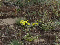 Image de Alyssum montanum subsp. gmelinii (Jord. & Fourr.) Hegi & E. Schmid