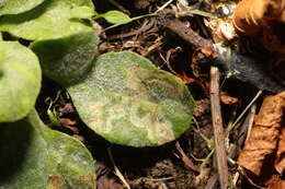 Erysiphe cruciferarum Opiz ex L. Junell 1967 resmi