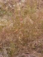 Image of rough bentgrass