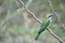 Image of Asian Green Bee-eater