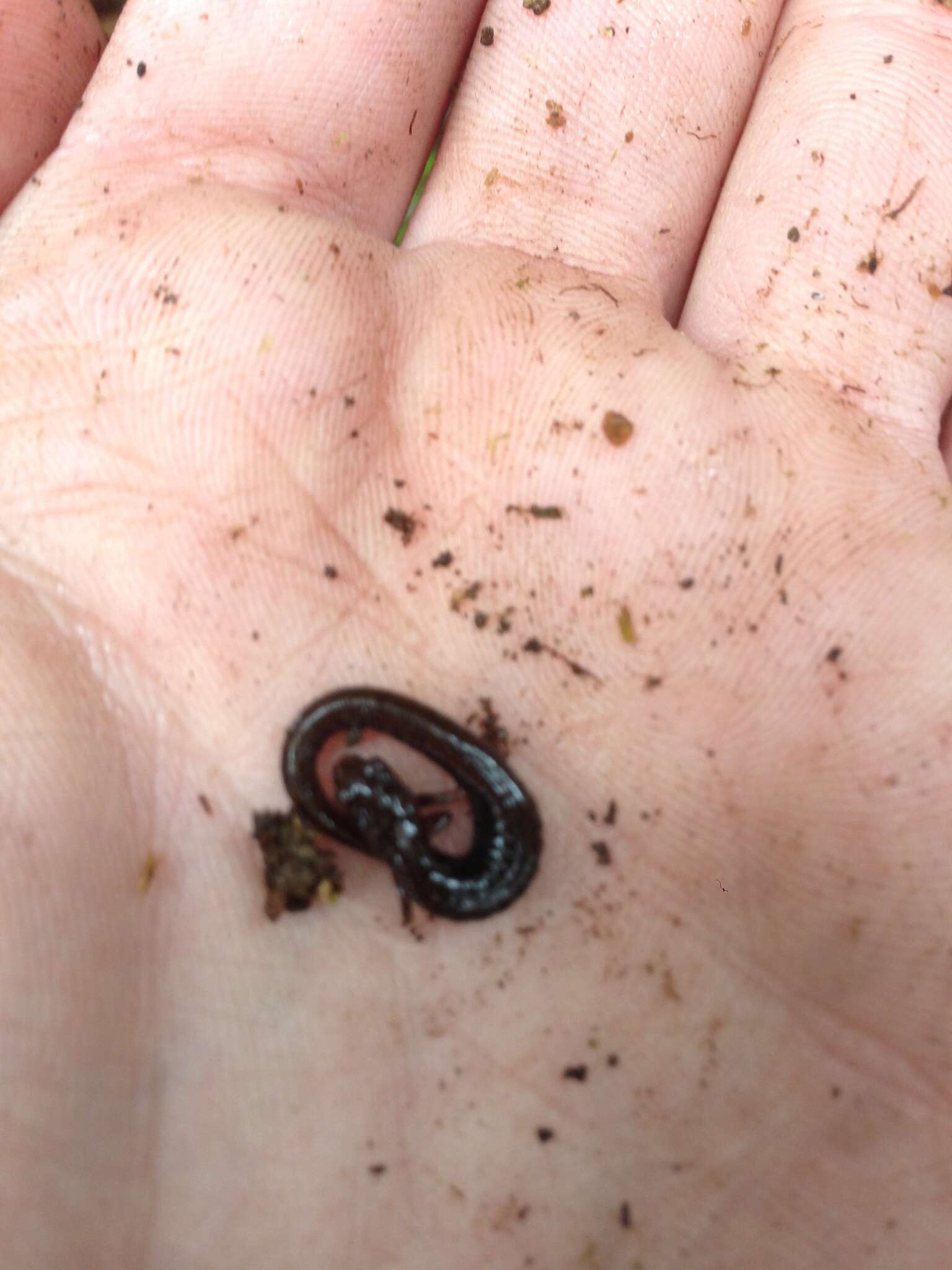 Image of MacDougal's Pygmy Salamander