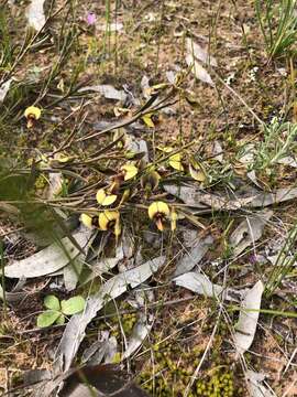 Imagem de Templetonia stenophylla (F. Muell.) J. M. Black