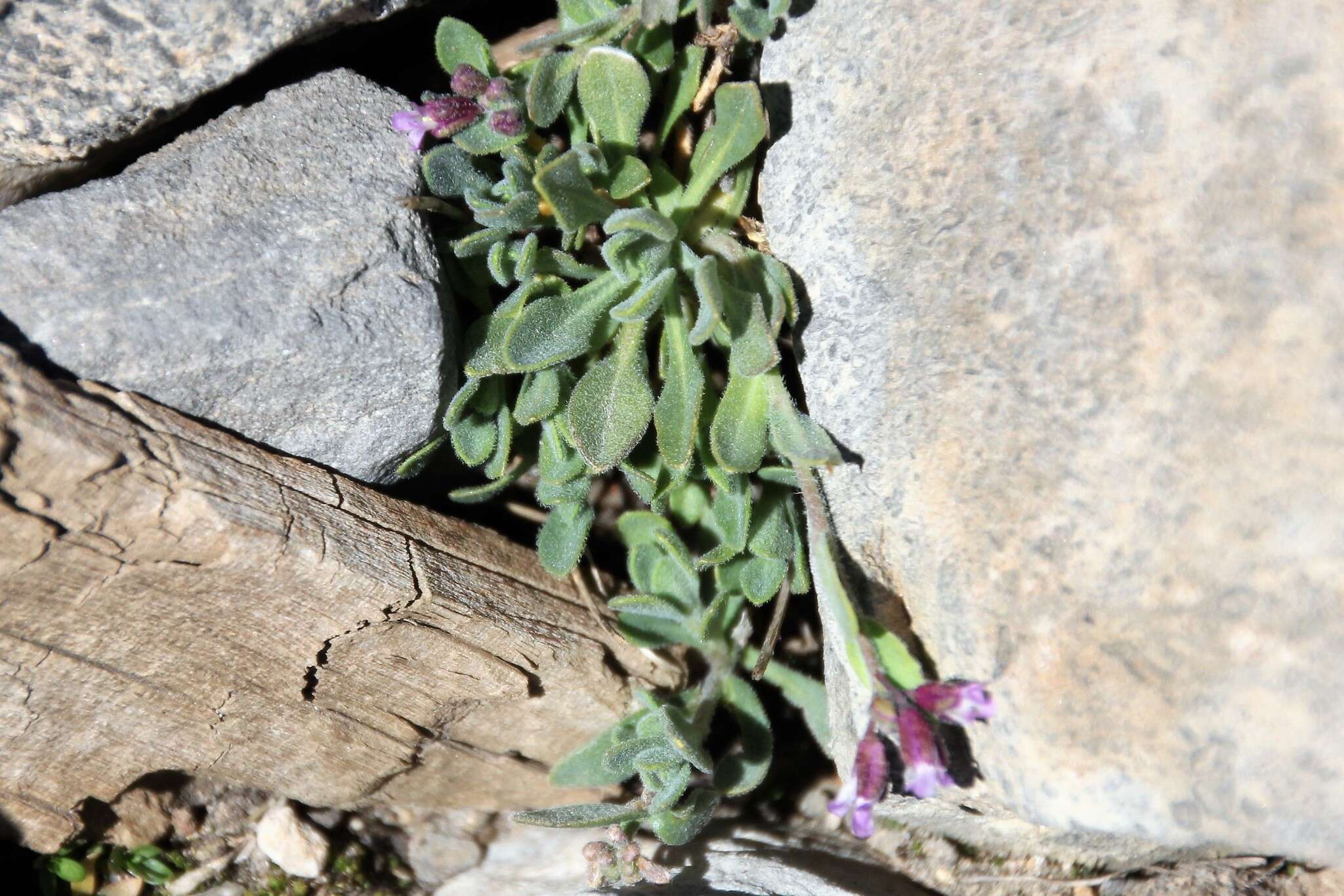 Image of Soldier Rockcress