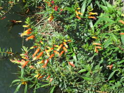 Image of Cigarette bush